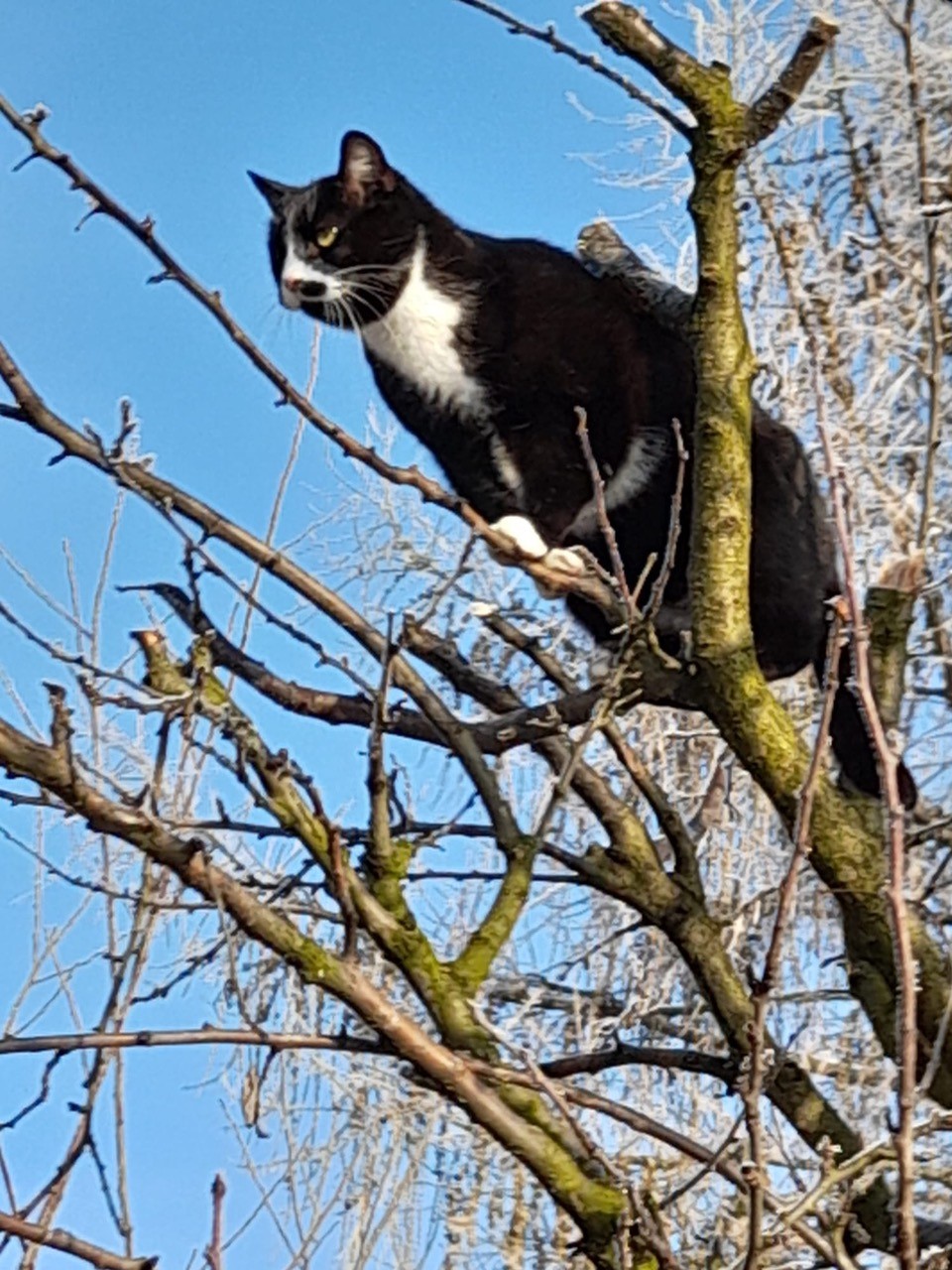 Katze-auf-Baum